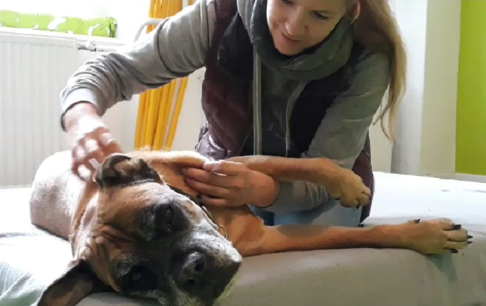 Hund bei der Physiotherapie