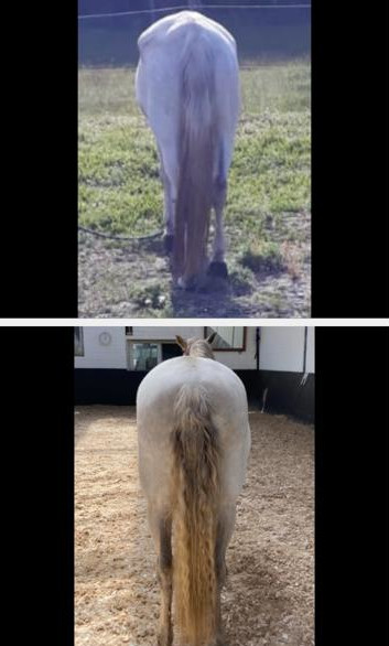 Pferd Angelina