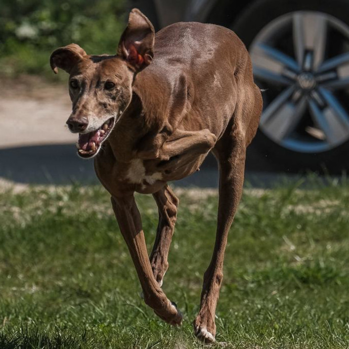 Hund Carmee